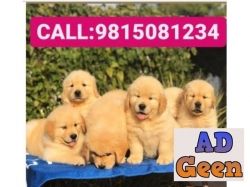 Golden Retriever Puppies Available For sale in Chandhigarh